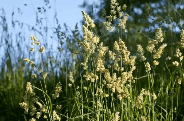 Symptômes allergiques dus aux pollens ?